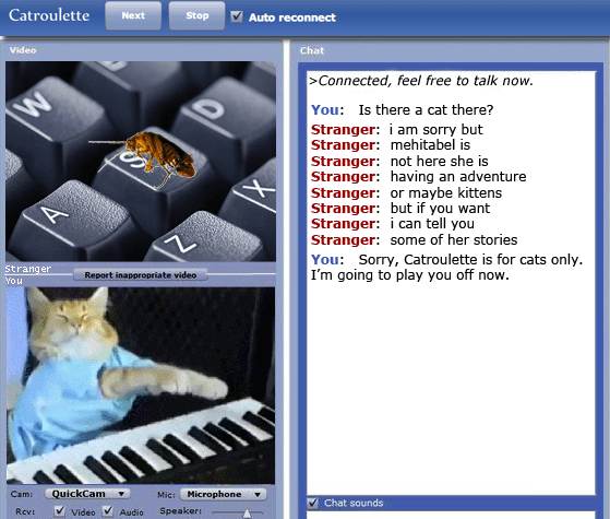 Archy meets Keyboard Cat in Catroulette / Chatroulette