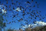 A cloud of bats