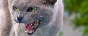 angry-looking cat