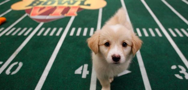 puppy bowl