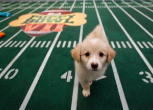 Yard lines not to scale. puppy bowl