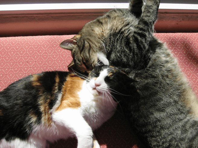 two cats curled up together