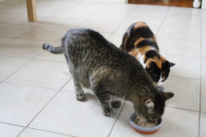 Taste-testers Holly and Thunder, hard at work
