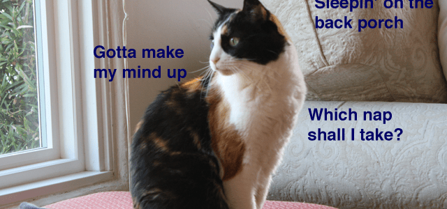 Cover art for Rebecca Black's hypothetical cat video