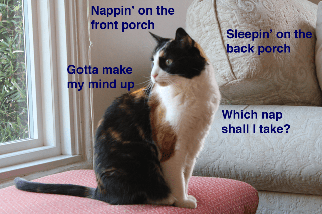 Cover art for Rebecca Black's hypothetical cat video