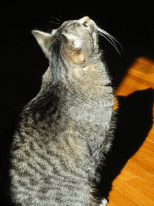 Phase 1: awareness cat looking up