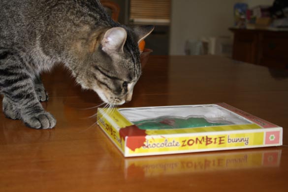 Cat inspecting a zombie chocolate bunny