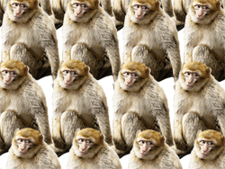 The guy on my left is staring at me again, isn't he? An infinite number of monkeys packed closely together.