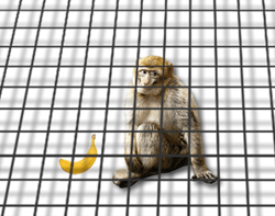 Not even fruit flies like an ibuprofen-laced banana A monkey in a cage that extends infinitely in two dimensions but not the third, ignoring a banana.