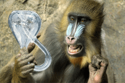 The remaining 10% refused to answer the phone when we called. Teaching them to use caller ID may have been a mistake. A monkey contemplating a Klein bottle.