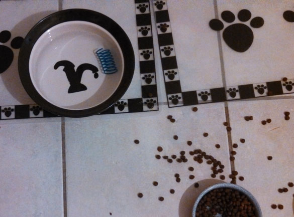 Seffie's favorite non-laser toy