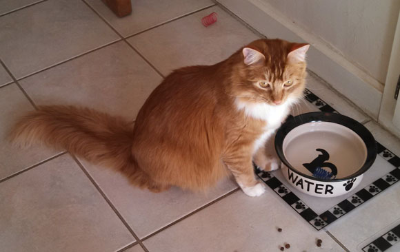 Finally, a cat picture.