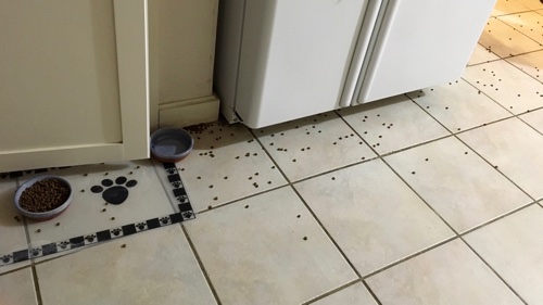 cat food scattered across the kitchen floor